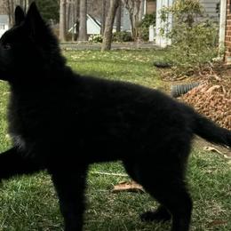 Belgian Sheepdogs and Shetland Sheepdogs from Indigo Hill Belgians & Shetland Sheepdogs