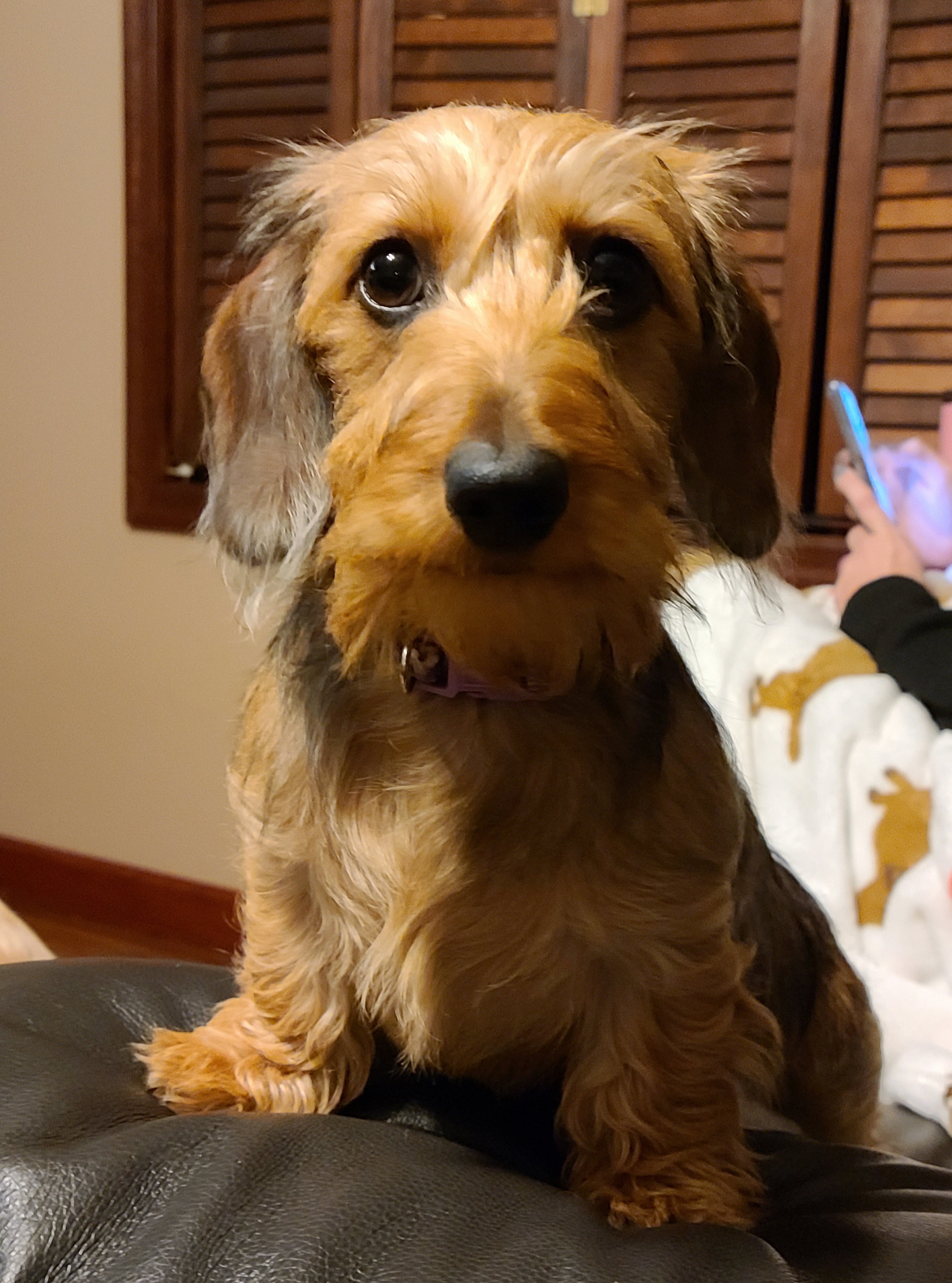 Maizey - Dachshund