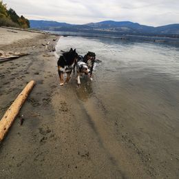 Australian Shepherd All Grown Up from Eventide Australian Shepherds