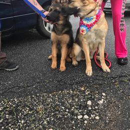 German Shepherd Puppies from Countryside Kennel