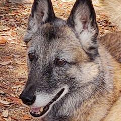 Belgian Malinois from Turick