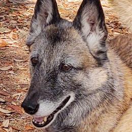 Belgian Malinois from Turick