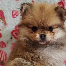 Girl 1 - Pomeranian puppy in Tulsa County, Oklahoma from CP Kennels