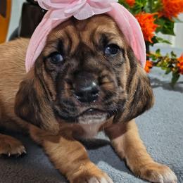 Female 4 - Mahogany and white female Basset Hound puppy in Robbins, Tennessee from Orange Mountain Basset Hounds