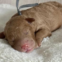 Gray - Cream male Goldendoodle puppy in New Britain, Connecticut from Goldendoodles Stars LLC