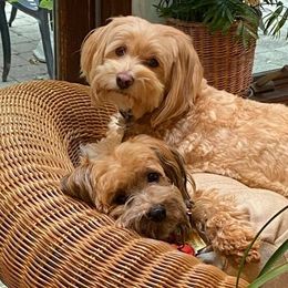Havanese All Grown Up from Spring Meadow Havanese