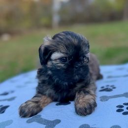 Girl 5 - female Shih Tzu puppy in Wakefield, Rhode Island from Shih Tzu Companions