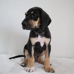 Hunter - Black male Great Dane puppy in Edinburg, Texas from Chestnut Great Danes