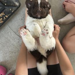 Newfoundland Puppies from Gable's Homegrown Pawprints