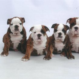 Bulldog and Collie Puppies from Lakewinds Collies & Bulldogs