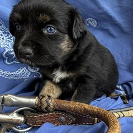 Australian Shepherd Puppies from Cross Arrow K Awesome Aussies