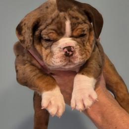 Titan - Chocolate tri-color male Bulldog puppy in Harrisburg, Pennsylvania from Central PA WiggleButts Bulldogs