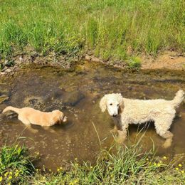 Goldendoodles from Michael Crutchfield's Goldendoodles