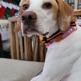 Pointer All Grown Up from Willow Brook