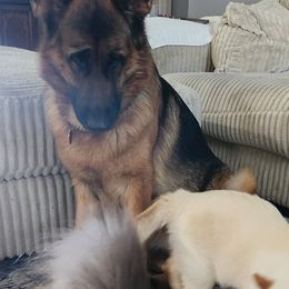 German Shepherds from Iron Crest Shepherds