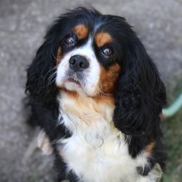Twila - Cavalier King Charles Spaniel