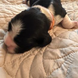 Mariah Carey - Black and white female English Springer Spaniel puppy in Memphis, Tennessee from Lynn Bee Avenue