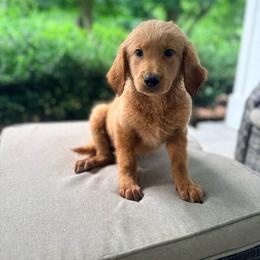 Bonnie - Red  female Goldendoodle puppy in Goldsboro, North Carolina from The Grantham House
