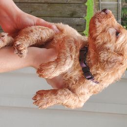 Goldendoodle Puppies from Soule Buddies
