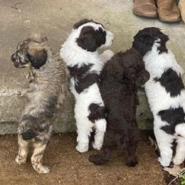 Poodles from Jazzy Paws