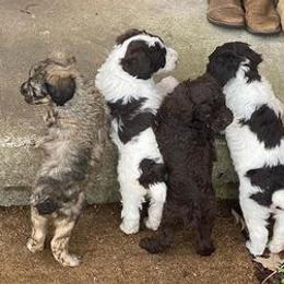 Poodles from Jazzy Paws