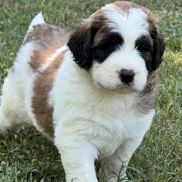 Preston - Brown and white male Saint Berdoodle puppy in San Antonio, Texas from Mammoth Doodles