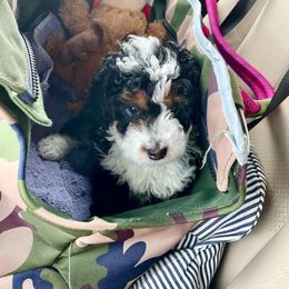 Bernedoodle Puppies from Birdie Bernedoodles