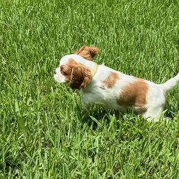 Gracie - Cavalier King Charles Spaniel puppy from Brian's Cavalier King Charles Spaniels
