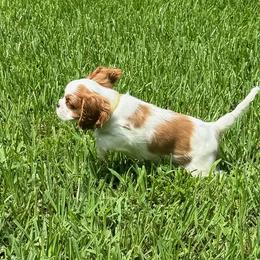 Gracie - Cavalier King Charles Spaniel puppy from Brian's Cavalier King Charles Spaniels
