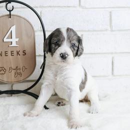 Dolly - Merle female Labradoodle puppy in Bryantown, Maryland from Doodles on Duty