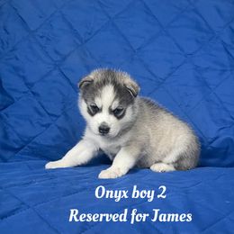 Onyx boy 2 - Gray and white male Siberian Husky puppy in Ocala, Florida from Florida Husky Puppies