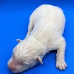 Pomsky Puppies from Our Pomsky Yard
