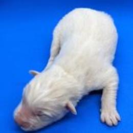 Pomsky Puppies from Our Pomsky Yard