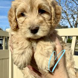 Bernedoodle, Cavalier King Charles Spaniel, and Poodle Puppies from Ellas.Pups (Bernedoodles & Cavapoos)