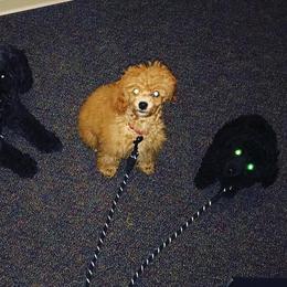 Poodle Puppies from Seattle Sankofa Kennel Club