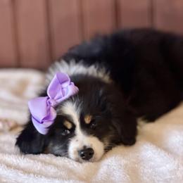 Dark purple - Black tri female Miniature Australian Shepherd puppy in 32046, Florida from River Hill Ranch