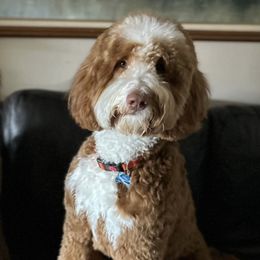 Whiskey - Goldendoodle
