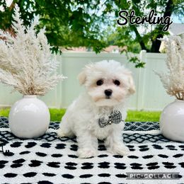 Sterling - White male Maltese puppy in Morehead, Kentucky from Paw Perfect Pets