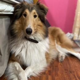 Collies from Prime Star Collies