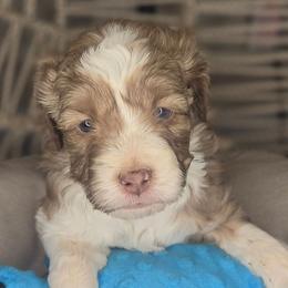 Mac - Sable male Aussiedoodle puppy in Lincoln, California from Pasta Puppies Doodles