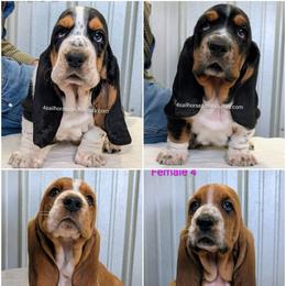 Basset Hound puppies from 4 Sail Quarter Horses and Hounds