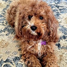Maggie - Cavapoo