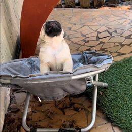 Pug Puppies from Pickwick Pugs