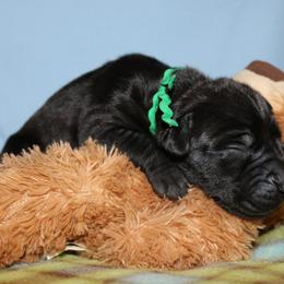 Great Dane Puppies from Broken Arrow Danes