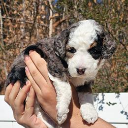Aura - Merle female Bernedoodle puppy in Decatur, Georgia from So Adoodable
