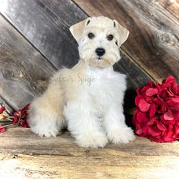 Miniature Schnauzer Puppies from Silver Sage Schnauzers