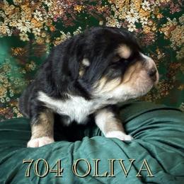 Girl 1 - female Central Asian Shepherd Dog puppy in Marshville, North Carolina from 704 Central Asian Shepherds