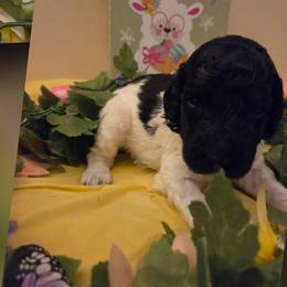 Orange Girl - Parti female Poodle puppy in Tullahoma, Tennessee from Urban Hero Poodles