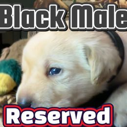 Black - Yellow male Labrador Retriever puppy in Moore, Oklahoma from Okiehuntinboyz Labrador Retrievers