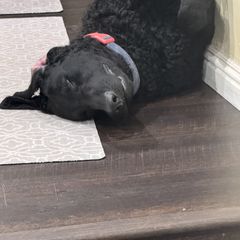 Curly-Coated Retriever All Grown Up from Pizzazz Retrievers
